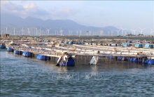 Phát triển bền vững nghề nuôi biển: Bài 1: Nhân rộng mô hình kinh tế xanh