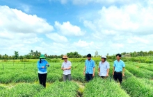 Khảo sát tình hình sản xuất các hợp tác xã, tổ hợp tác sản xuất tại phường Trung Nhứt